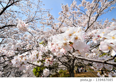 桜、サクラ、さくら 139487085