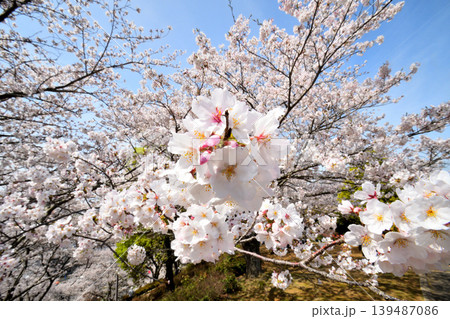 桜、サクラ、さくら 桜、サクラ、さくら 139487086
