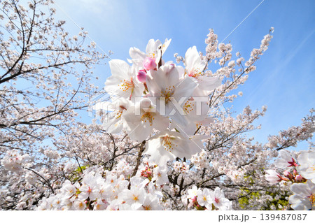 桜、サクラ、さくら 桜、サクラ、さくら 139487087