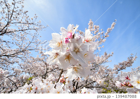 桜、サクラ、さくら 桜、サクラ、さくら 139487088