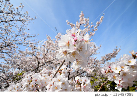 桜、サクラ、さくら 桜、サクラ、さくら 139487089