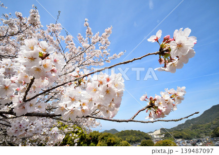 桜、サクラ、さくら 桜、サクラ、さくら 139487097