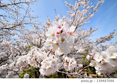桜、サクラ、さくら 桜、サクラ、さくら 139487098