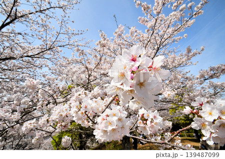 桜、サクラ、さくら 139487099
