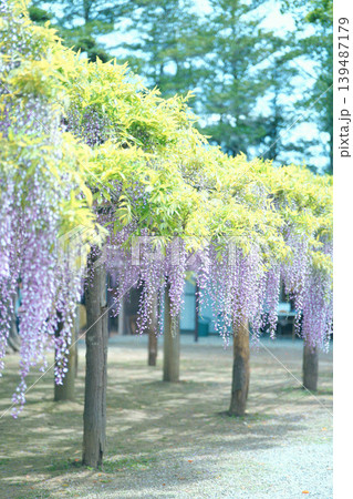 藤棚のある風景 藤棚のある風景 139487179