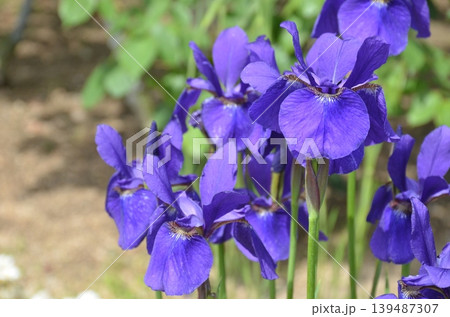 菖蒲 菖蒲 139487307