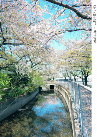 見沼代用水の桜並木 見沼代用水の桜並木 139487545