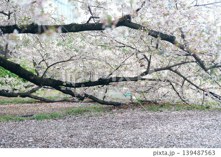 地面に近い桜の木 地面に近い桜の木 139487563