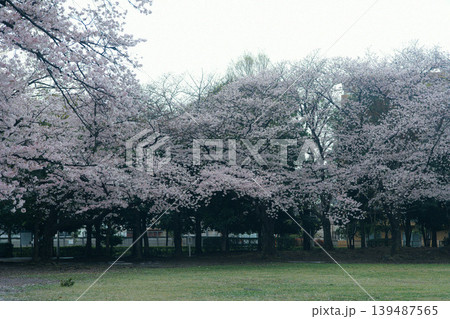 雨の日の満開の桜 139487565