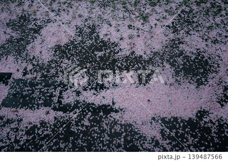 幻想的なピンクの桜の花びら 幻想的なピンクの桜の花びら 139487566