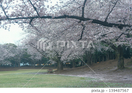 桜のある風景 桜のある風景 139487567