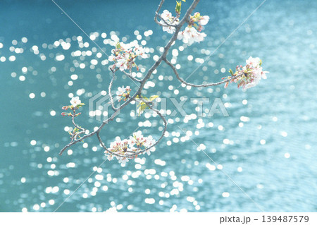 水面に浮かぶ桜の花 水面に浮かぶ桜の花 139487579