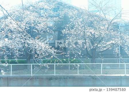 水に映る桜 水に映る桜 139487580