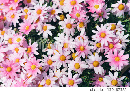春の花壇に咲くマーガレットの花 春の花壇に咲くマーガレットの花 139487582