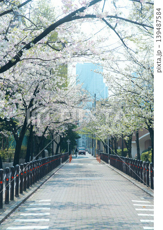 桜並木が続く歩道 桜並木が続く歩道 139487584