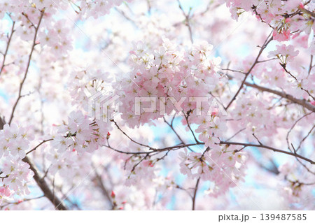 満開の桜の花を見上げる 139487585