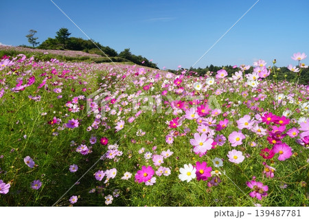 快晴の青空を背景に色とりどりのコスモスの花が咲き乱れる野原の風景　Ver2 139487781