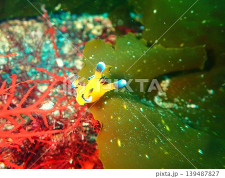 東京・伊豆大島の海で撮影したピカチュウウミウシ(Thecacera pacifica) 東京・伊豆大島の海で撮影したピカチュウウミウシ(Thecacera pacifica) 139487827
