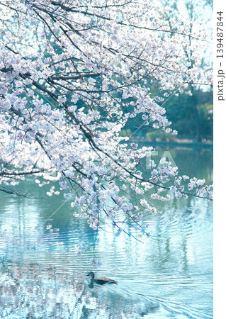 水面に映る満開の桜 水面に映る満開の桜 139487844