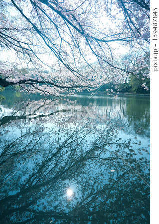 石神井公園の桜 石神井公園の桜 139487845