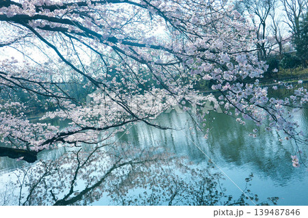 水面に映る桜 水面に映る桜 139487846