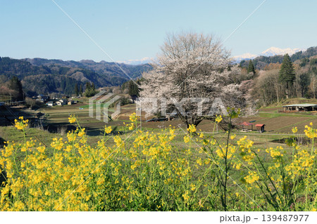 小川村と桜 139487977