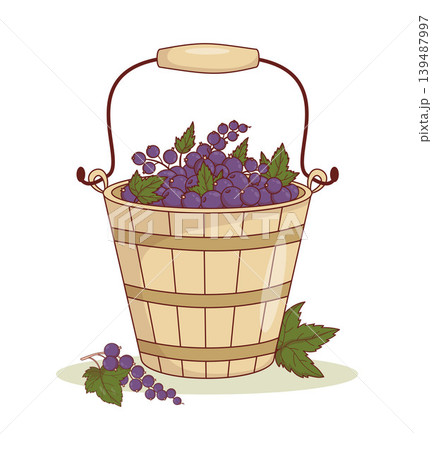 Traditional Nostalgic Wooden Bucket With Black Currant Berries. Rustic Garden Natural Eco Harvest In Wood Pail. Vector Illustration. Countryside Lifestyle, Vintage Farmhouse. 139487997