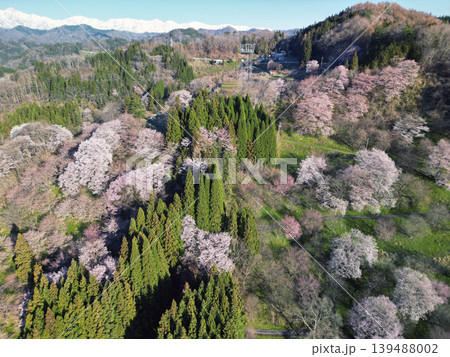 二反田の桜 139488002