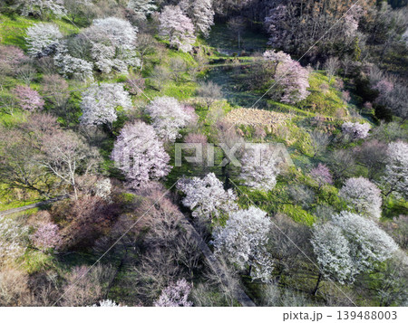 二反田の桜 二反田の桜 139488003