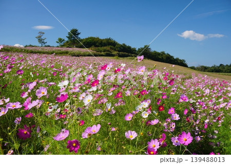 秋晴れの青空を背景に満開のコスモスの花で埋め尽くされた丘の風景 Ver1 秋晴れの青空を背景に満開のコスモスの花で埋め尽くされた丘の風景 Ver1 139488013