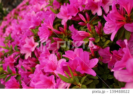 ツツジの花、薄いピンク色のツツジ 139488022