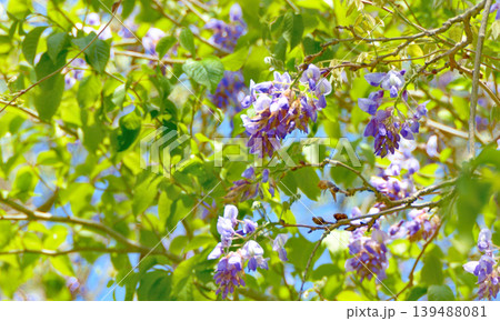 新緑と藤の花 新緑と藤の花 139488081