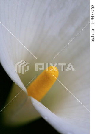 雨上がり 水滴を付けた白いカラーの花 139488252