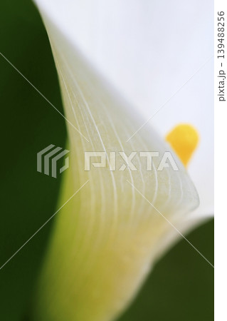 雨上がり 水滴を付けた白いカラーの花 139488256