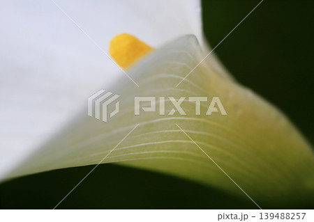 雨上がり 水滴を付けた白いカラーの花 雨上がり 水滴を付けた白いカラーの花 139488257