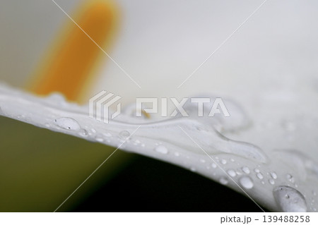雨上がり 水滴を付けた白いカラーの花 139488258