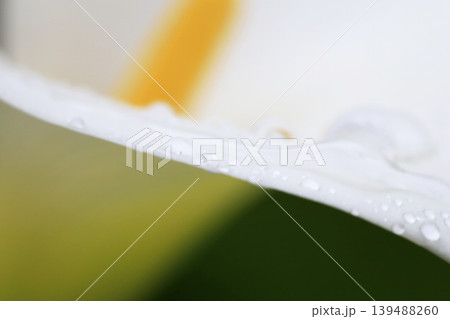 雨上がり 水滴を付けた白いカラーの花 雨上がり 水滴を付けた白いカラーの花 139488260