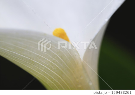 雨上がり 水滴を付けた白いカラーの花 雨上がり 水滴を付けた白いカラーの花 139488261