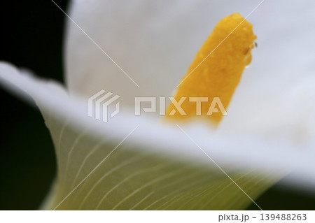 雨上がり 水滴を付けた白いカラーの花 139488263