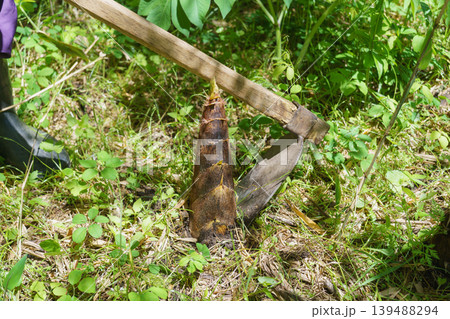タケノコの収穫・鍬でタケノコを掘る タケノコの収穫・鍬でタケノコを掘る 139488294