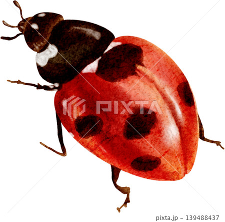 Clipart of a crawling ladybug, isolated illustration. A beautiful hand-drawn watercolor insect. 139488437