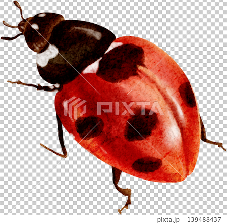 Clipart of a crawling ladybug, isolated illustration. A beautiful hand-drawn watercolor insect. 139488437