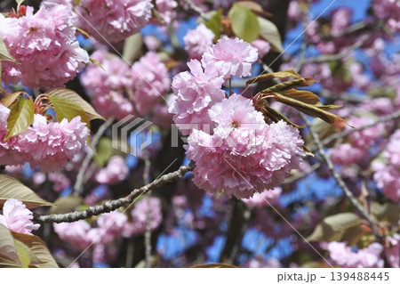 里桜 里桜 139488445