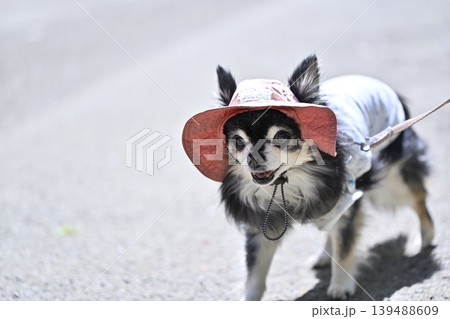 楽しそうに歩く高齢犬 チワワ 暑さ対策 紫外線対策 楽しそうに歩く高齢犬 チワワ 暑さ対策 紫外線対策 139488609
