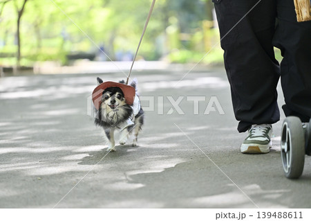 楽しそうに歩く高齢犬 チワワ 暑さ対策 紫外線対策 楽しそうに歩く高齢犬 チワワ 暑さ対策 紫外線対策 139488611