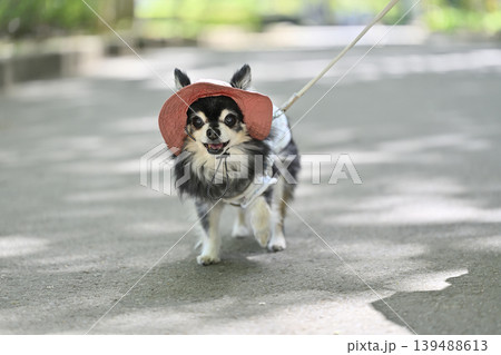 楽しそうに歩く高齢犬　チワワ　暑さ対策　紫外線対策 139488613