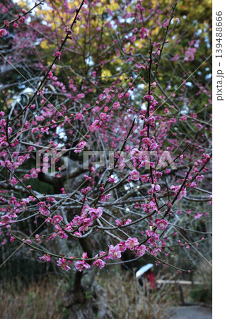 龍尾神社に咲く紅枝垂れ梅 龍尾神社に咲く紅枝垂れ梅 139488666