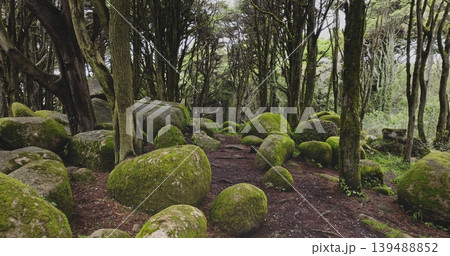 Sintra Cascais Natural Park mystical forest landscape, featuring ancient twisted trees and large granite boulders covered intensely with vibrant green moss. Natural background. Low angle drone flight Sintra Cascais Natural Park mystical forest landscape, featuring ancient twisted trees and large granite boulders covered intensely with vibrant green moss. Natural background. Low angle drone flight 139488852
