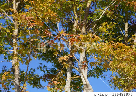 紅葉した樹木と青空 139488979