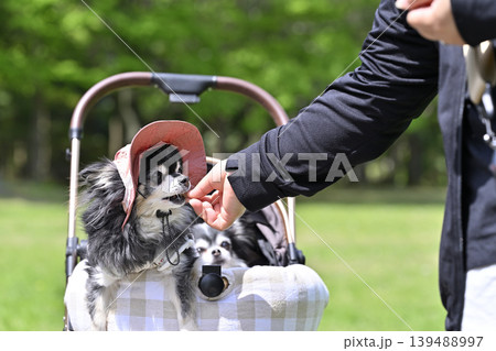 愛犬と避暑地へ旅行 チワワ 愛犬と避暑地へ旅行 チワワ 139488997